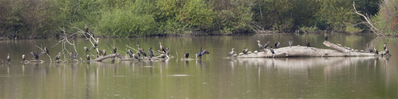 DOUBLE-CRESTED CORMORANTS - a 3 image panorama