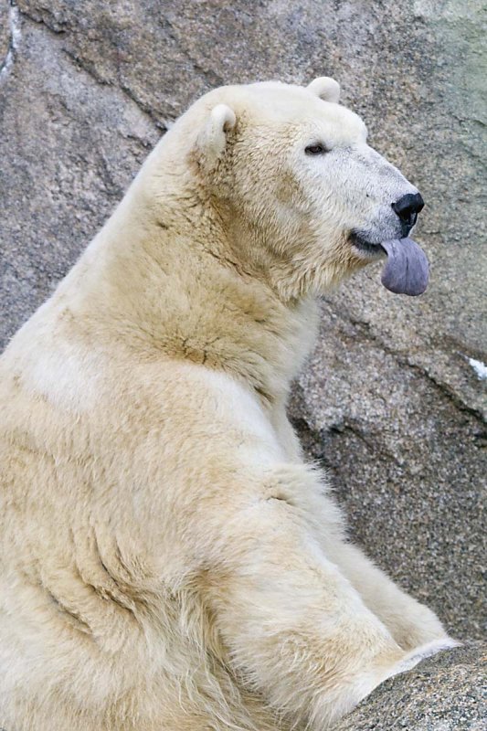 POLAR BEAR