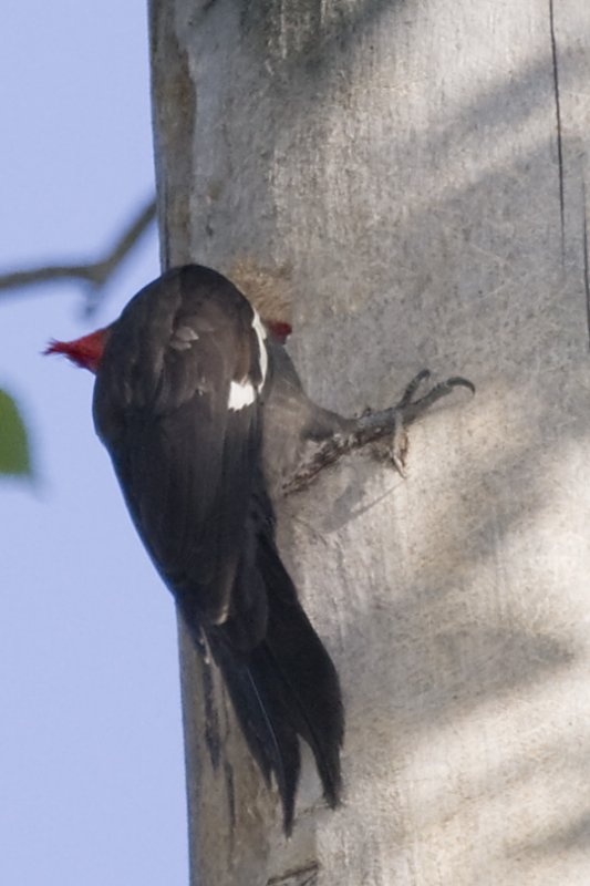 PILEATED WOODPECKER