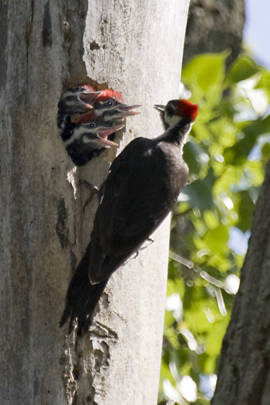 PILEATED WOODPECKER FEEDING YOUNG