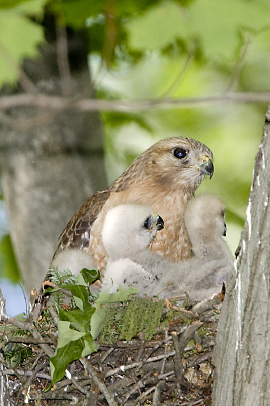 RED-SHOULDERED HAWK & 3 CHICKS