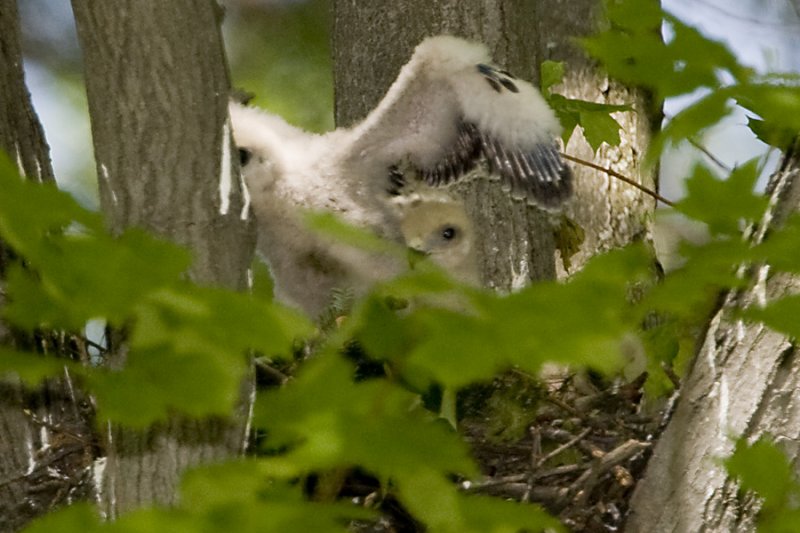 6/1 - WINGS UP...WINGS DOWN...WINGS UP...WINGS DOWN