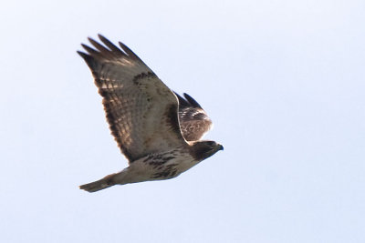 RED-TAILED HAWK