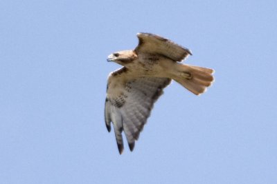 RED-TAILED HAWK - JUVENILE