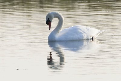 MUTE SWAN