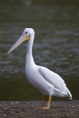 AMERICAN WHITE PELICAN