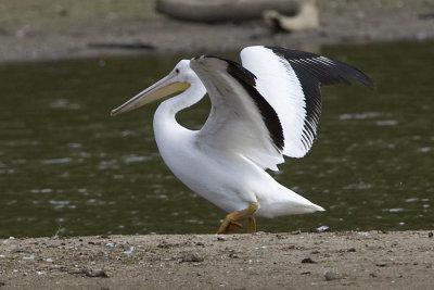 AMERICAN WHITE PELICAN