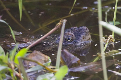 SNAPPING TURTLE