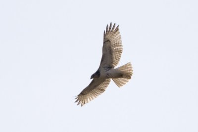 RED-TAILED HAWK