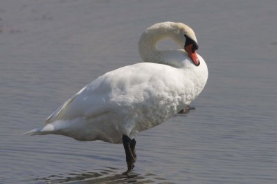 MUTE SWAN