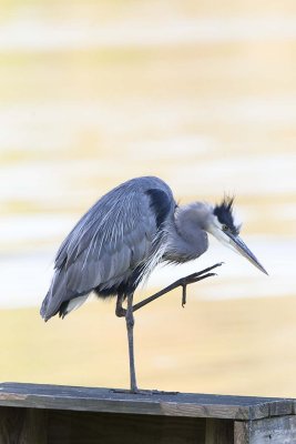 GREAT BLUE HERON