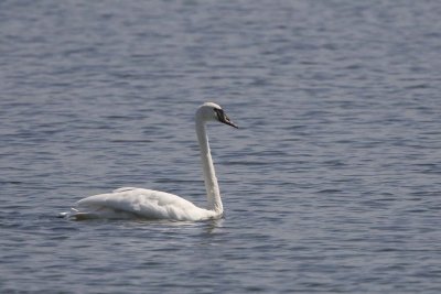 TRUMPETER SWAN