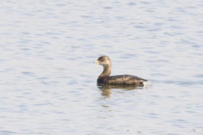 PIED-BILLED GREBE