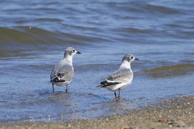 FRANKLIN'S GULLS