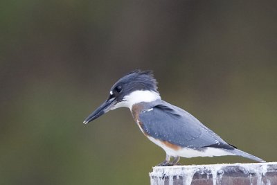 BELTED KINGFISHER