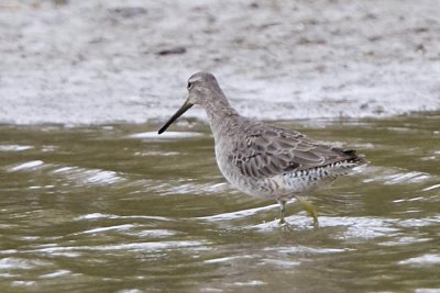 LONG-BILLED DOWITCHER