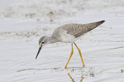 LESSER YELLOWLEGS