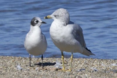 FRANKLIN'S GULL with RING-BILLED GULL