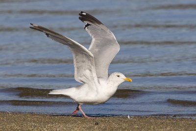 HERRING GULL