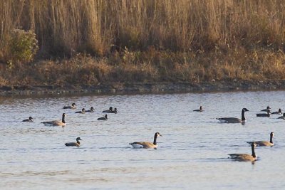 RING-NECKED DUCKS & CANADA GEESE
