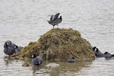 AMERICAN COOTS play King of the Hill #1