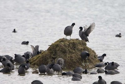AMERICAN COOTS play King of the Hill #2