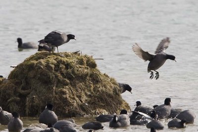 AMERICAN COOTS play King of the Hill #3