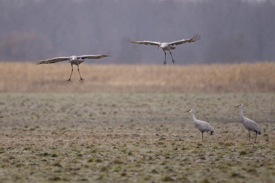 SANDHILL CRANES