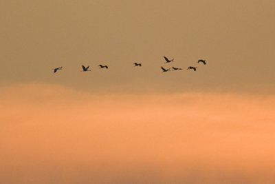 SANDHILL CRANES FLY IN AFTER SUNSET
