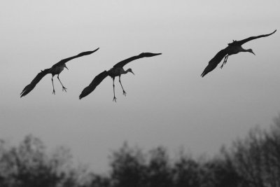 SANDHILL CRANES