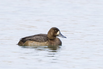 GREATER SCAUP