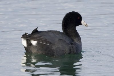 AMERICAN COOTS