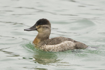 RUDDY DUCK