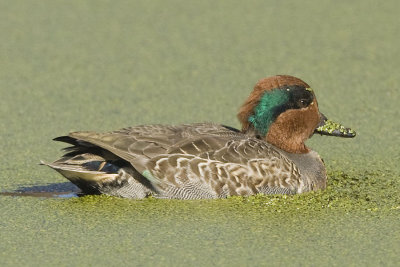 GREEN-WINGED TEAL