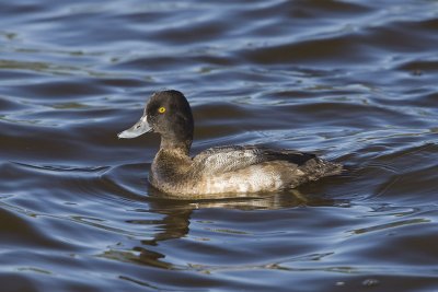 LESSER SCAUP