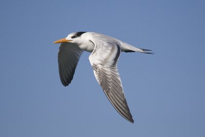 GULLS, TERNS, and SKIMMERS