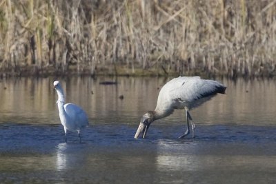 WOOD STORK  and Great Egret