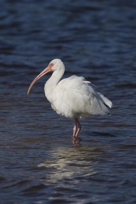 WHITE IBIS