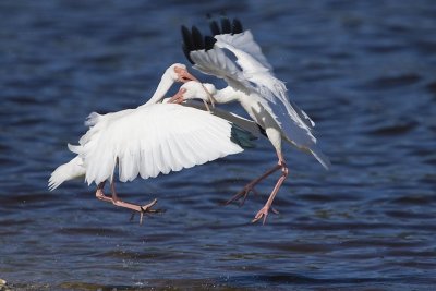 WHITE IBIS