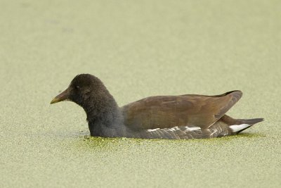 COMMON MOORHEN