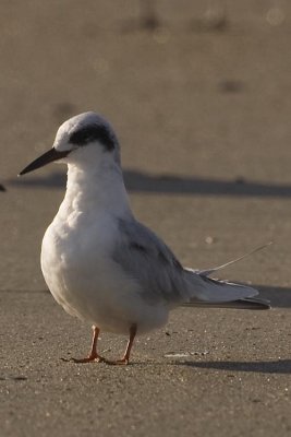 FORSTER'S TERN