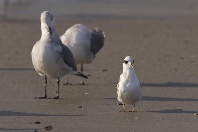 FORSTER'S TERNS