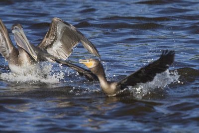 1 OF 3 : BROWN PELICAN & DOUBLE-CRESTED CORMORANT - EMERGES WITH FISH