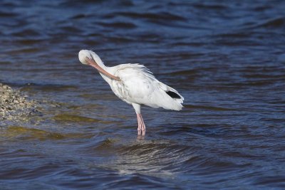 WHITE IBIS