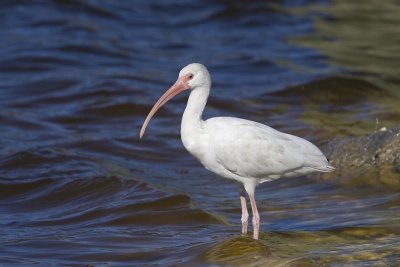 WHITE IBIS