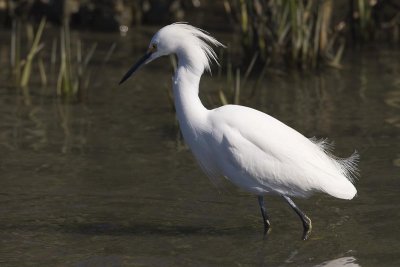 SNOWY EGRET