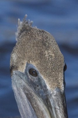 BROWN PELICAN - A REALLY BAD HAIR DAY