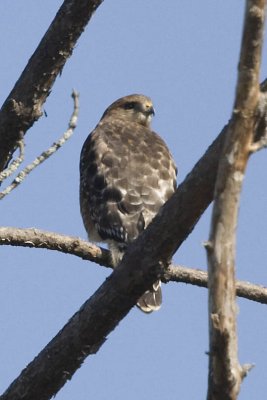 RED-SHOULDERED HAWK