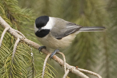 CAROLINA CHICKADEE