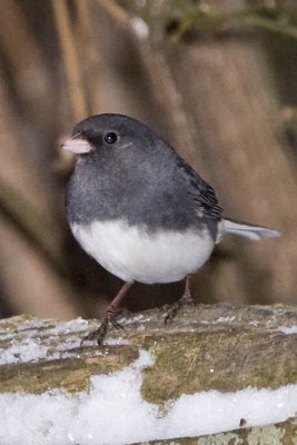 DARK-EYED JUNCO